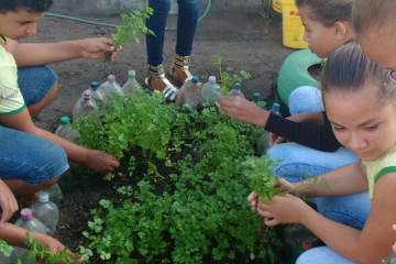 ALUNOS DO 7º ANO MATUTINO, DA ESCOLA MARIA RITA ALVES DE JESUS COLHENDO ALIMENTOS NA HORTA ESCOLAR